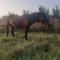 اسب مادیان سواری باری