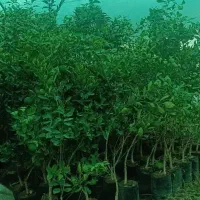 درختچه،نهال مثمر و غیر مثمر ،خاک گلدان ،خاک برگ|خدمات باغبانی و درختکاری|شیراز, تل حسین‌آباد|دیوار