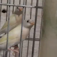 فنج گلدین وقناری نر
