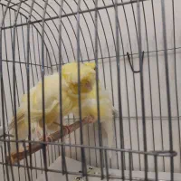 جفت قناری فر|پرنده|تهران, حشمتیه|دیوار