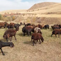 گوسفند بره دار|حیوانات مزرعه|تیکمه داش, |دیوار