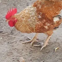 خروس خانگی ۶ماهه