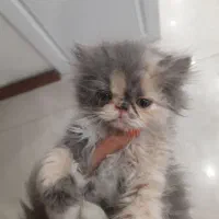 واگذاری پرشین ۲ماه و نیمه|گربه|کهریزک, |دیوار