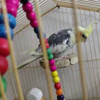 طوطی نر گم شده .|پرنده|بهبهان, |دیوار