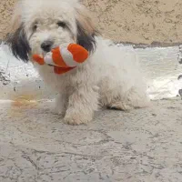 سگ خونگی فروشی فوری|سگ|اسلام‌شهر, صادقیه|دیوار