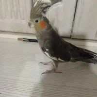 عروس هلندی|پرنده|شادگان, |دیوار