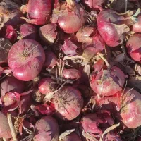 پیاز قرمز درجه یک