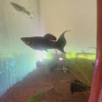 گیاه کریپتون|ماهی|ارومیه, |دیوار