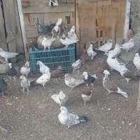 کفتر پرشی|پرنده|صومعه‌سرا, |دیوار