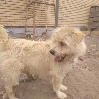 سگ معاوضه ای
