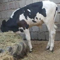 گاو هلندی و گوساله سه ماهه|حیوانات مزرعه|رودبار (کرمان), |دیوار