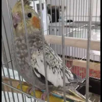 حراج حراج پرنده و محلی معاوضه دارم|حراج|علیآباد کتول, |دیوار