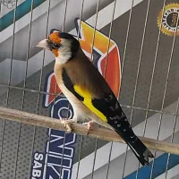 سهره نر لر بخون