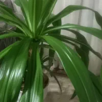 گل ذرتی بزرگ با گلدان سرامیکی