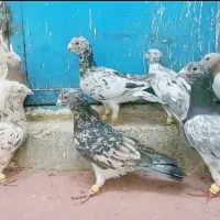 کبوتر سار سروور|پرنده|مشهد, حرم مطهر رضوی|دیوار