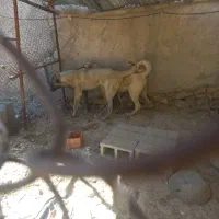 سگ پژدر|سگ|شیراز, تندگویان|دیوار