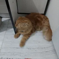 گربه نژاد اسکاتیژ گوش خم