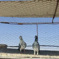 کبوتر فروشی|پرنده|شیراز, سهل‌آباد|دیوار