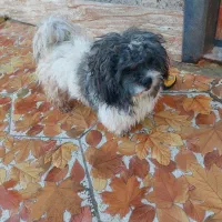 سگ پشمالو|سگ|کارون, |دیوار