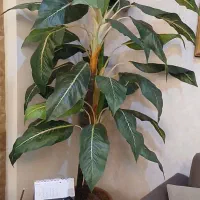 درختچه موز بسیار طبیعی