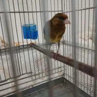 سهره قناری استاد سبک بیات