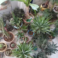 گل وگیاه.قیمت موقع بازدید