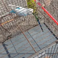 یک جفت مرغ عشق نژاد دار انگلیسی اصلی گریدA|پرنده|فردیس, داوری|دیوار