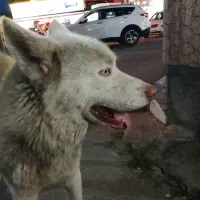 سگ سگ|سگ|فومن, |دیوار
