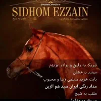 اسب دوسر مصری