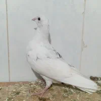 کفتر فروشی|پرنده|تربت‌حیدریه, آغوی|دیوار