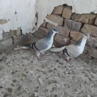کبوتر بدرنگ ماده وخوشرنگ ماده به شرط|پرنده|دشتابی, |دیوار