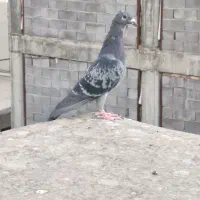 چهارتا کفتر گرفتنی پلاکی و رسمی
