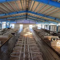 کارگر گاوداری