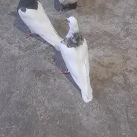 کفتر طوقی وتکدم