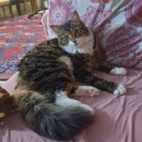 گربه موبلند