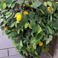 درختچه تزئینی درخچه  گل مصنوعی  گل تزئینی