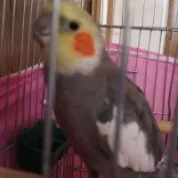 عروس هلندی گم شده
