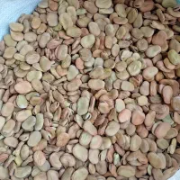 باقالی مازندران