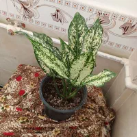 ۵عددگل طبیعی