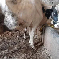 گاو سوپر و گوساله