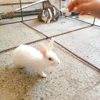 خرگوش|موش و خرگوش|اشکنان, |دیوار