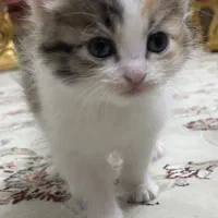 واگذاری گربه