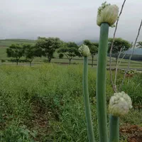 اجاره ۱ هکتار پنج ساله پاسنگ بالا