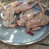 مرغ و غاز و اردک|حیوانات مزرعه|رستمآباد, |دیوار