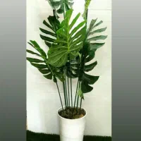 درختچه کنارسالنی|گل مصنوعی|مرند, |دیوار