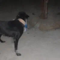 سگ نگهبان