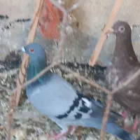 هفترنگ وکبود خطی وطوقی|پرنده|تاکستان, |دیوار