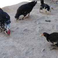 مرغ و خروس گلین نیمچه