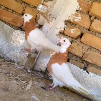 جفت طوقی زرد کاکل با جوجه