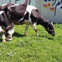 گاو و گوساله ماده